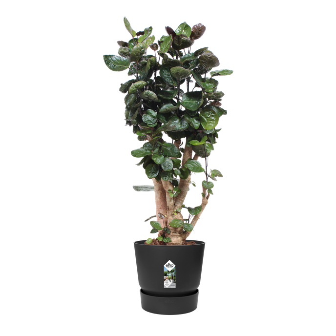 greenville rund 40cm living schwarz